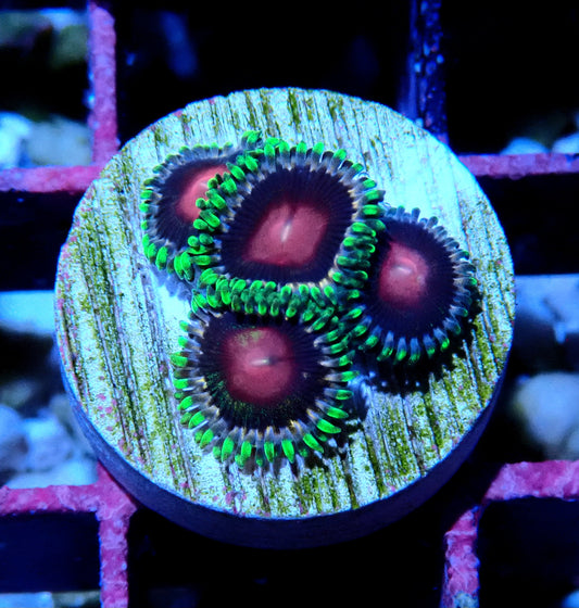 Amethyst Zoanthid WYSIWYG