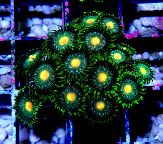 Green Bay Packer Zoanthid WYSIWYG