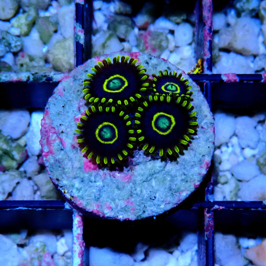 Blue Hornet Zoanthid WYSIWYG