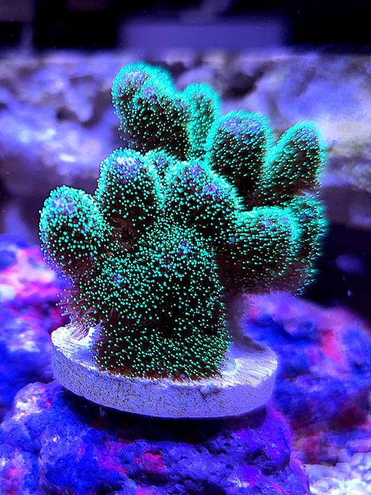 Pocillopora