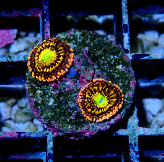 Alien Anti-Venom Zoanthid WYSIWYG
