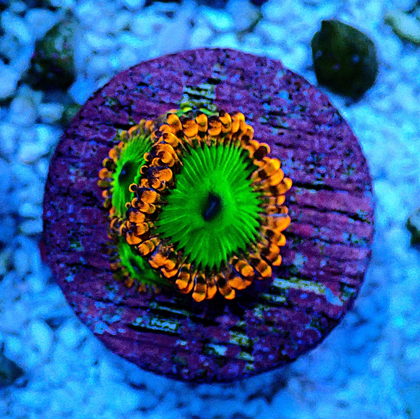 Electric Oompa Loompa Zoanthid WYSIWYG