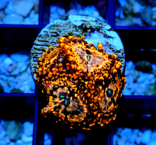 Utter Chaos Zoanthid WYSIWYG