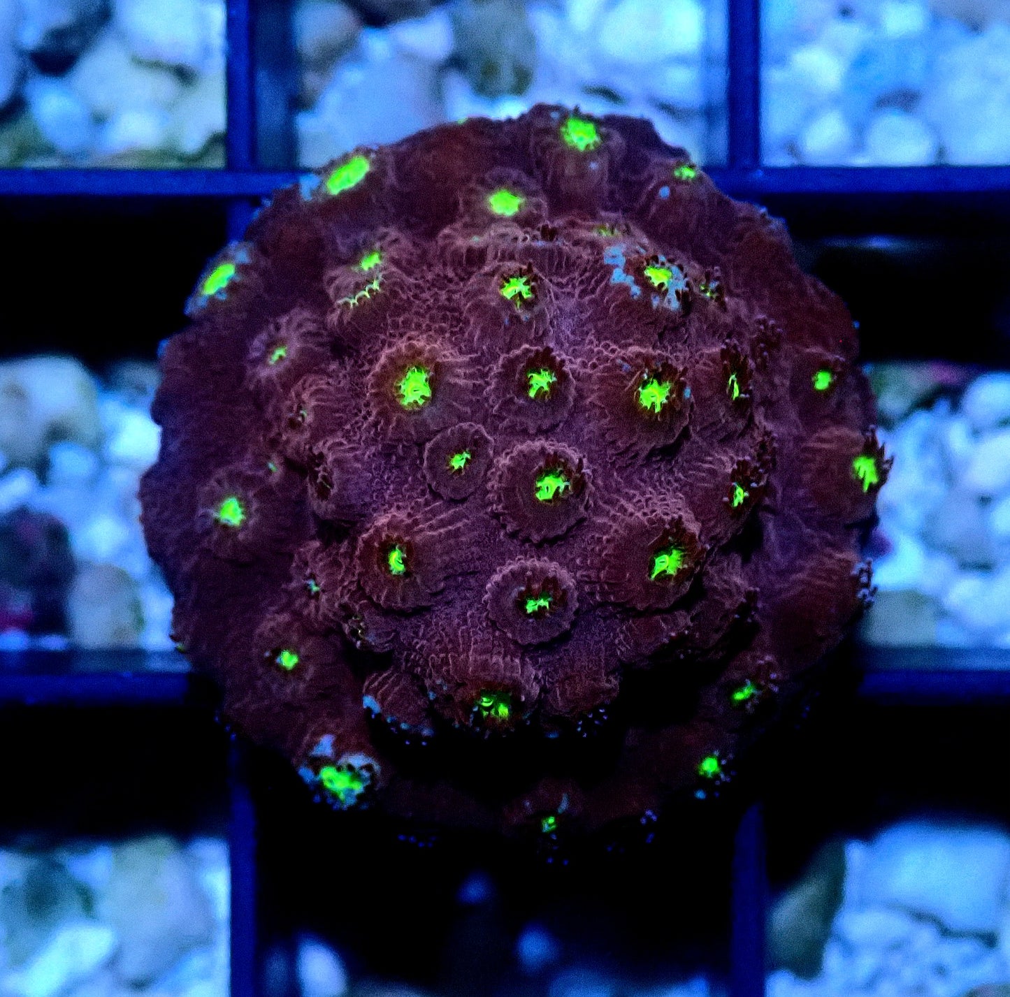 Alien Eye Cyphastrea
