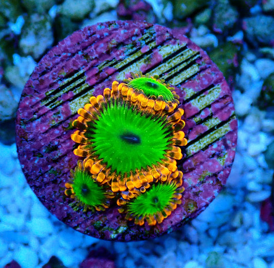 Electric Oompa Loompa Zoanthid WYSIWYG