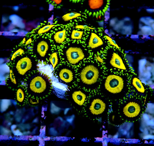 Scrambled Eggs Zoanthid WYSIWYG