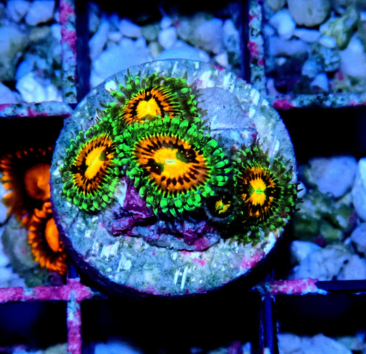 Rainbow Incinerator Zoanthid WYSIWYG