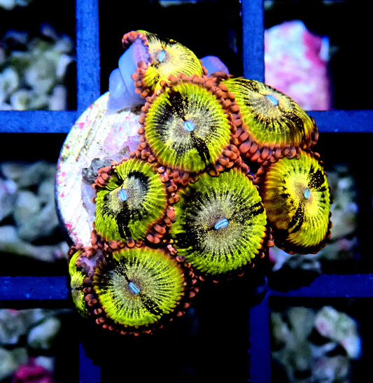 Sakura Sunrise Zoanthid WYSIWYG