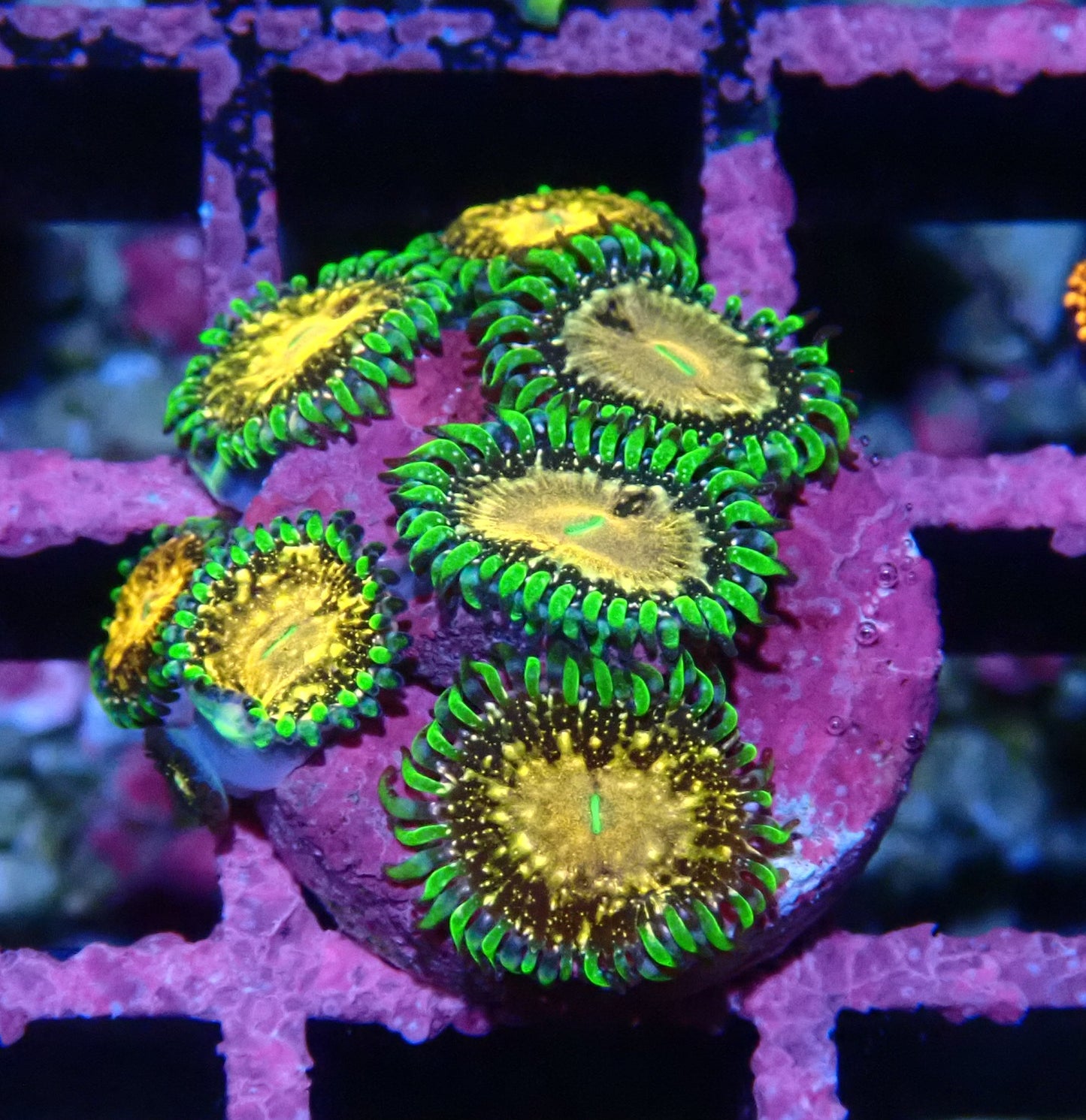 Texas Grim Reaper Zoanthid WYSIWYG