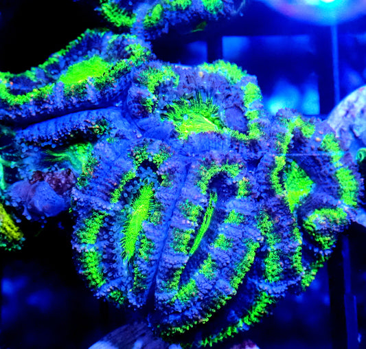Acan (Micromussa) WYSIWYG