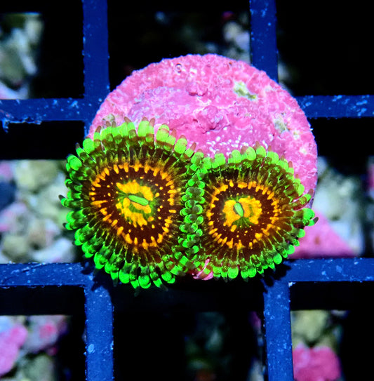 Rainbow Incinerator Zoanthid WYSIWYG