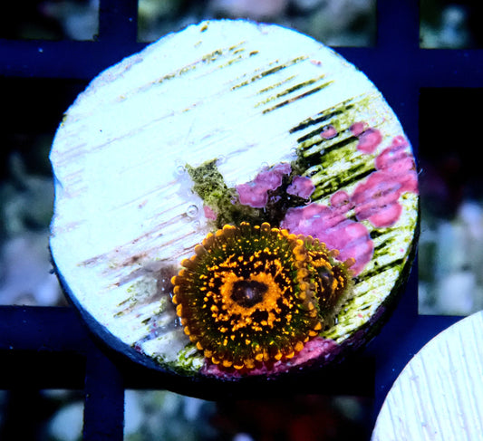 JF Azz Krakatoa Zoanthid WYSIWYG