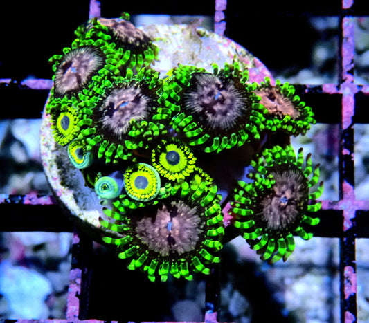 Purple Monster/LA Laker Zoanthid WYSIWYG