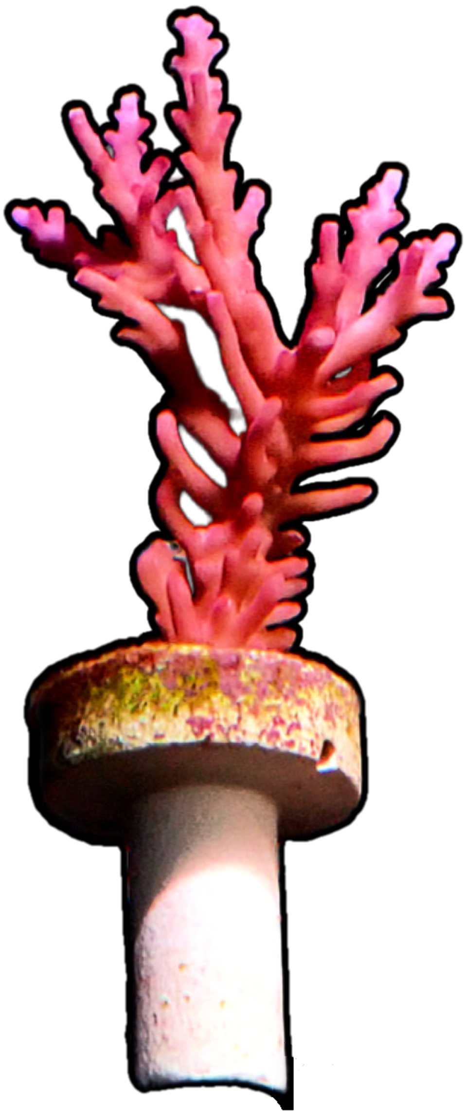 Red Dragon Acropora - Medium