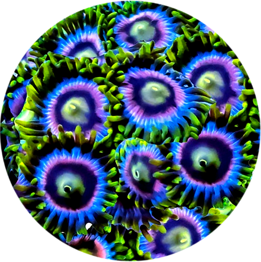 Crayola Zoanthid (5 Polyps)