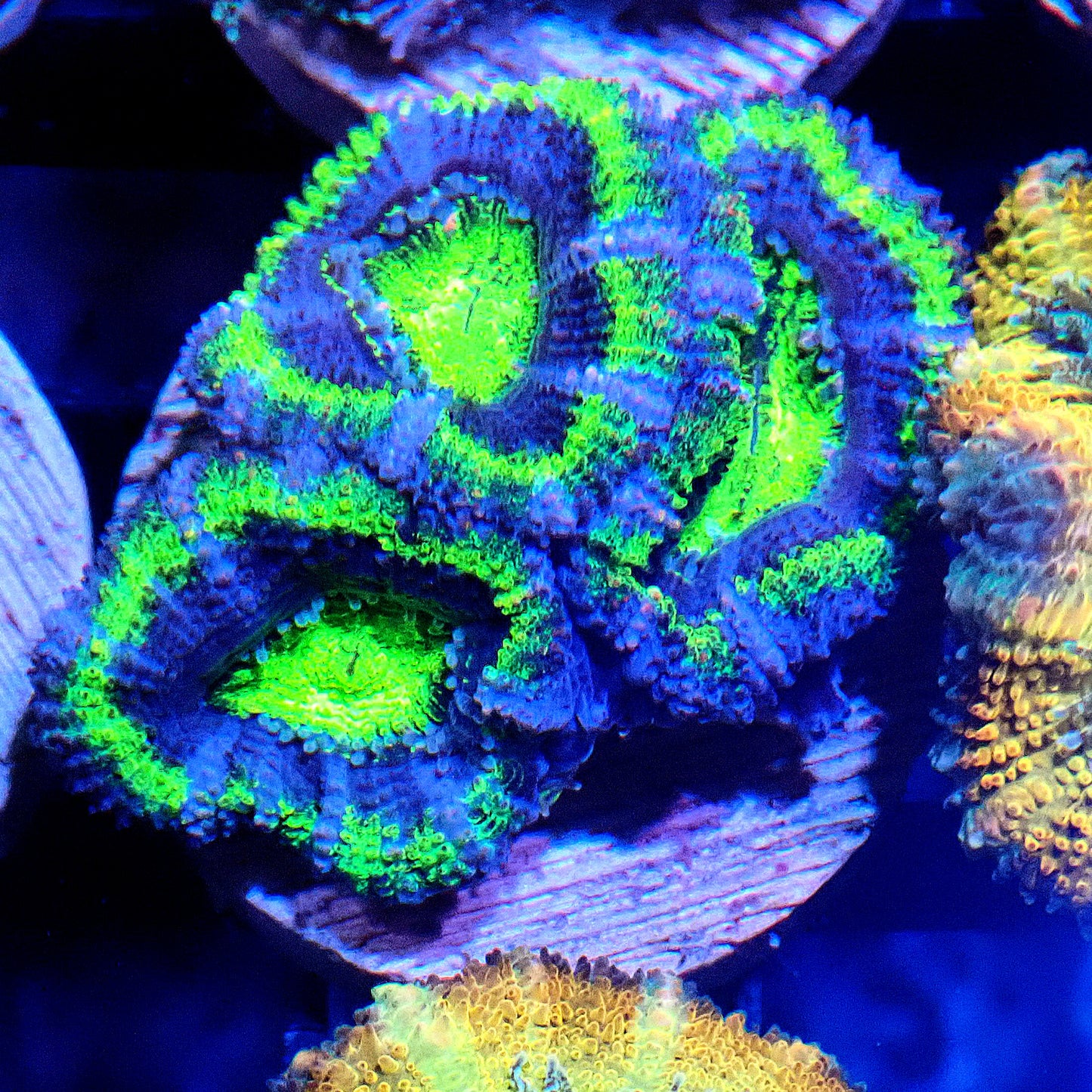 Acan (Micromussa) WYSIWYG
