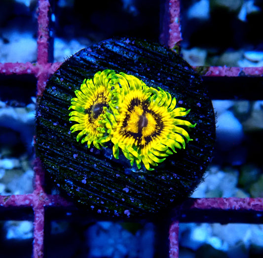 Adonis Zoanthid WYSIWYG