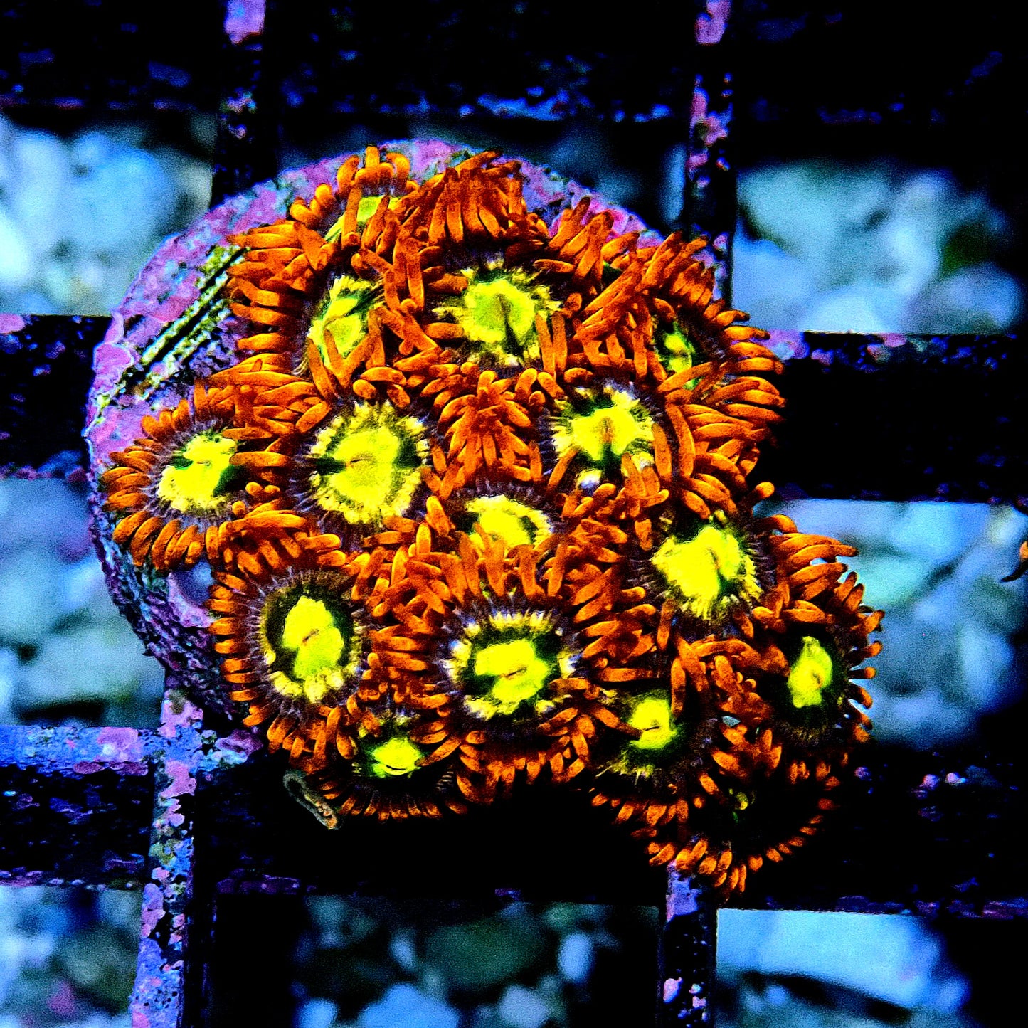 Flaming Sun Zoanthid WYSIWYG
