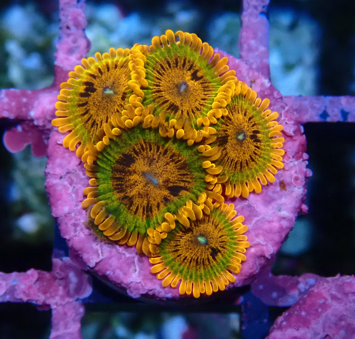 Speckled Krakatoa Zoanthid WYSIWYG