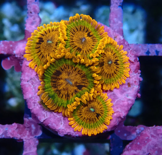 Speckled Krakatoa Zoanthid WYSIWYG
