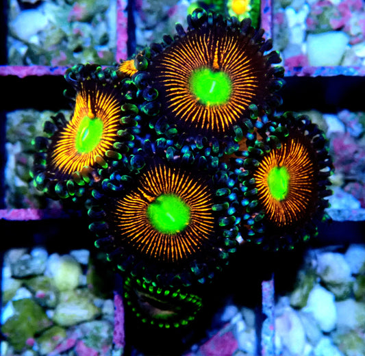 Gobstopper Zoanthid WYSIWYG