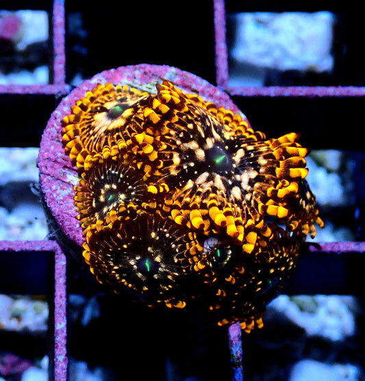 Utter Chaos Zoanthid WYSIWYG