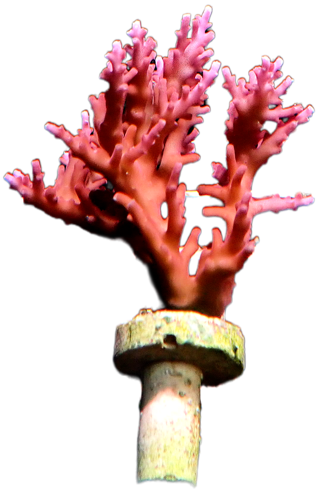 Red Dragon Acropora - Large