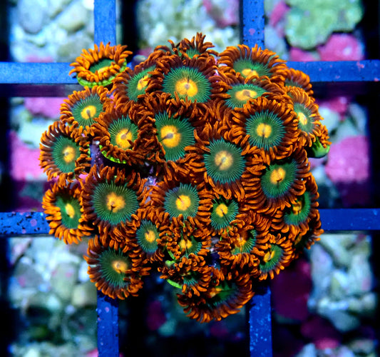 Gatorade Zoanthid WYSIWYG