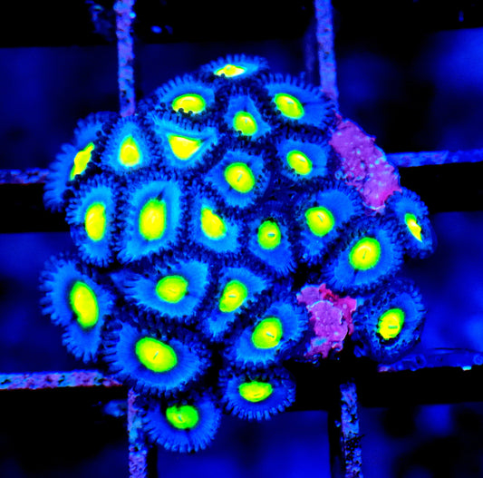 AOI Zoanthid WYSIWYG