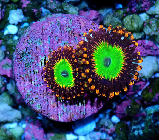 Candy Apple Orange Zoanthid WYSIWYG
