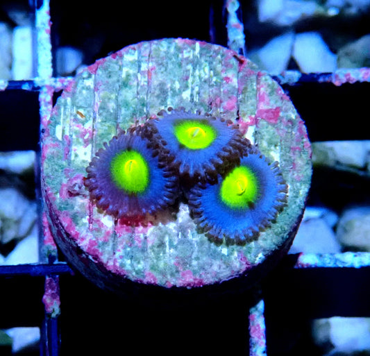 AOI Zoanthid WYSIWYG