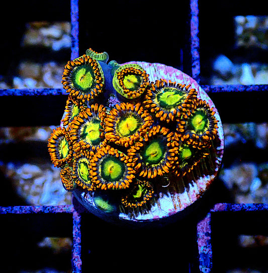 Flaming Sun Zoanthid WYSIWYG
