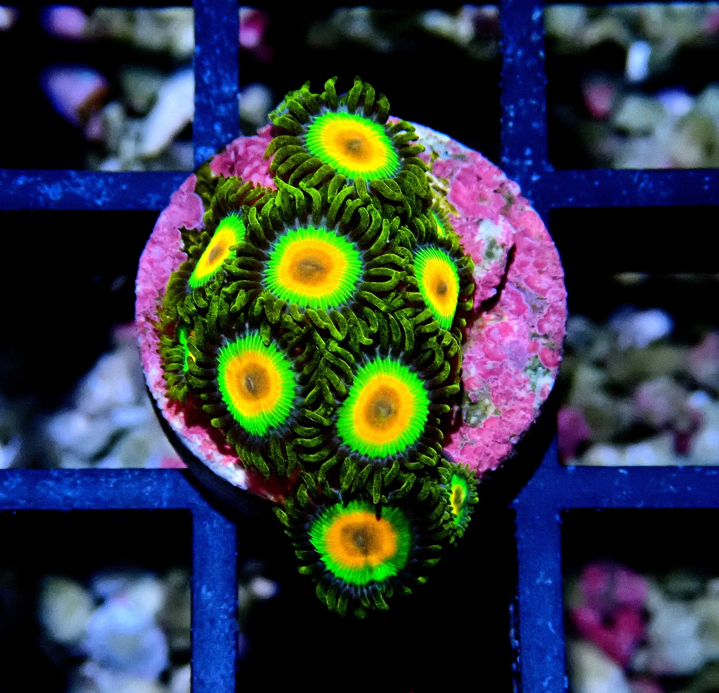 Rasta Zoanthid WYSIWYG