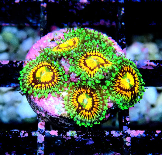 Rainbow Incinerator Zoanthid WYSIWYG