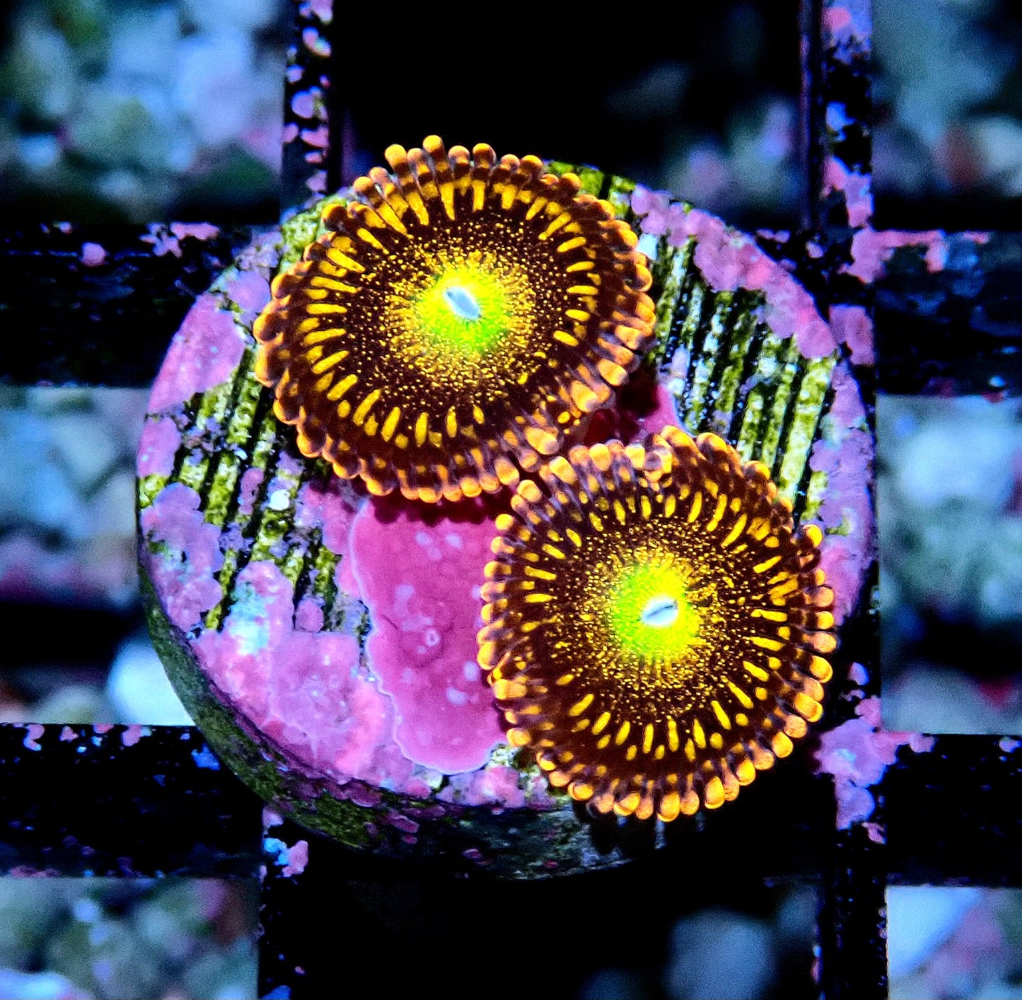 Alien Anti-Venom Zoanthid WYSIWYG