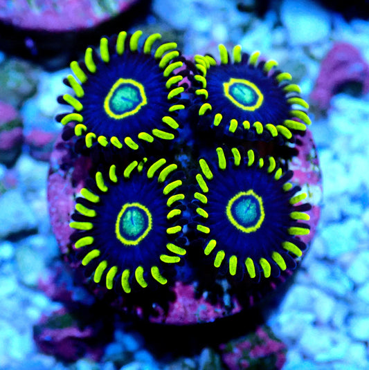 Blue Hornet Zoanthid WYSIWYG