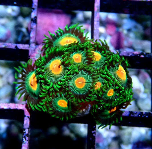 Radioactive Campfire Zoanthid WYSIWYG