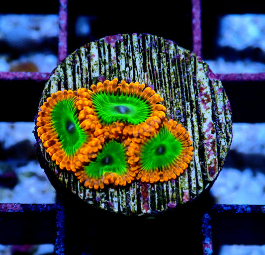 Electric Oompa Loompa Zoanthid WYSIWYG