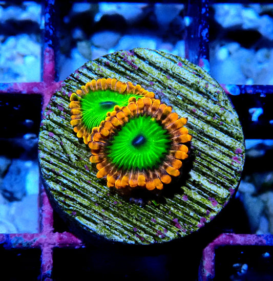 Electric Oompa Loompa Zoanthid (2 Polyp)