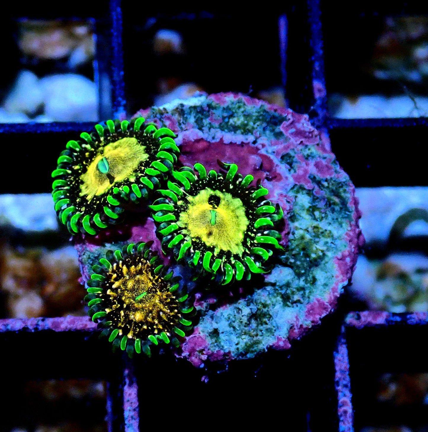 Texas Grim Reaper Zoanthid WYSIWYG