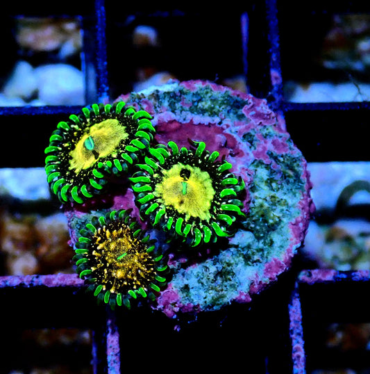 Texas Grim Reaper Zoanthid WYSIWYG