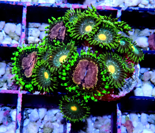 Purple Monster / Green Bay Packer Zoanthid WYSIWYG