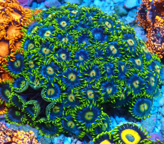Aus Ice Blue Zoanthid WYSIWYG