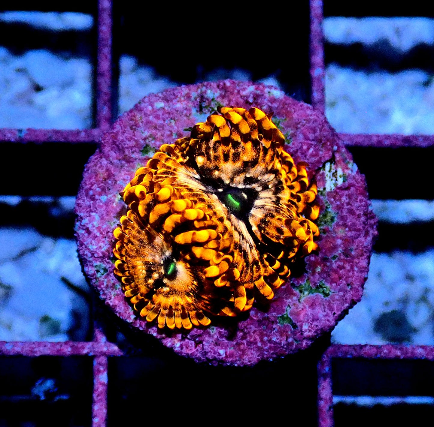 Utter Chaos Zoanthid WYSIWYG