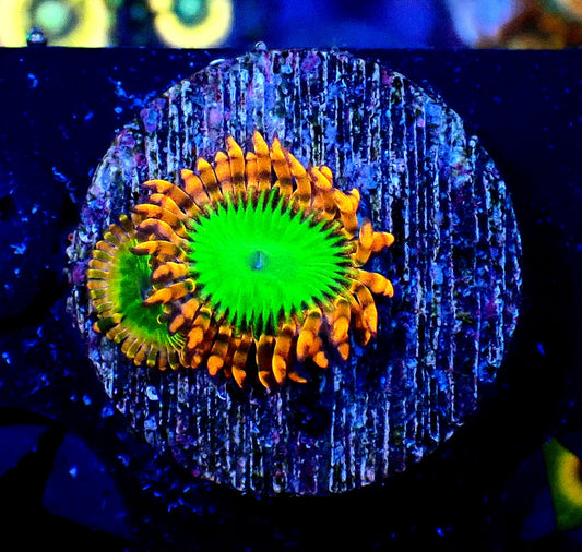 Electric Oompa Loompa Zoanthid WYSIWYG