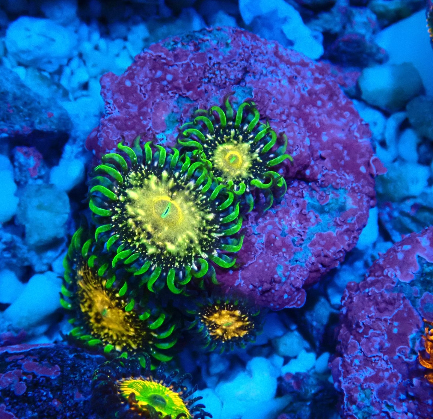 Texas Grim Reaper Zoanthid WYSIWYG